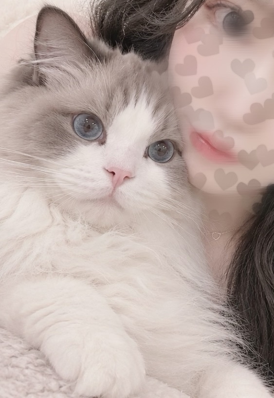 一条 葵