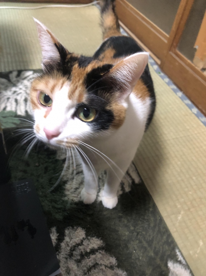 Diletto日記1514335