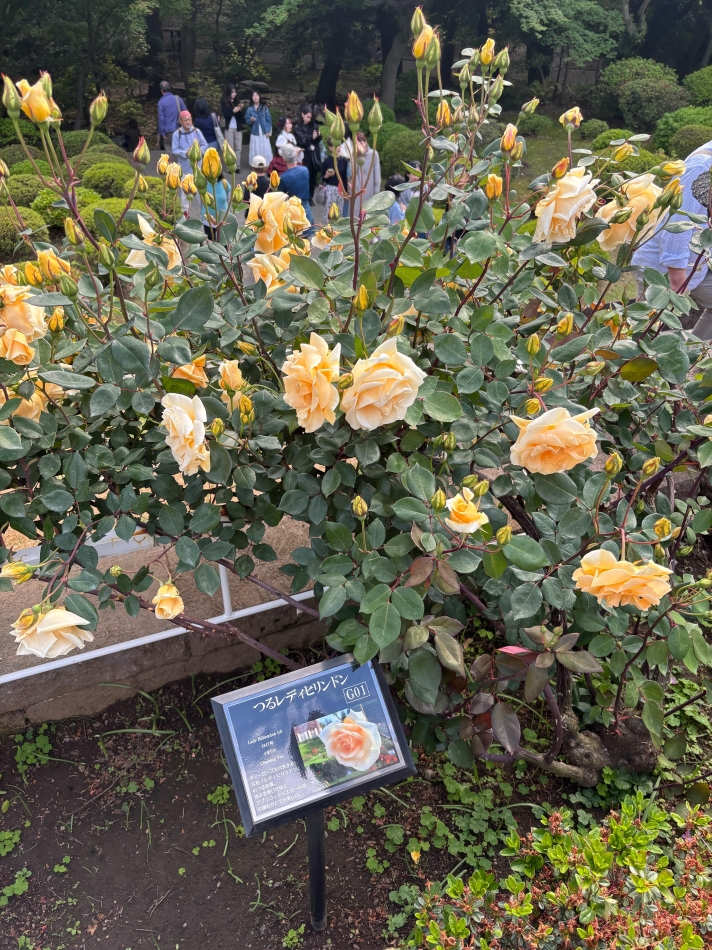 一条 葵
