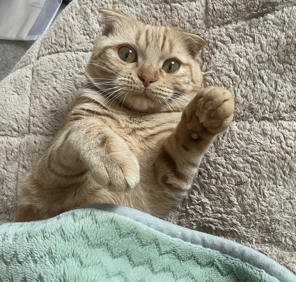 🐈⸒⸒⸒⸒
