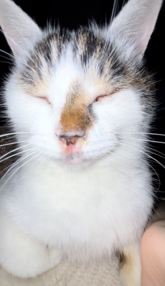 コンセプトカフェ あにまる宮殿日記1426626