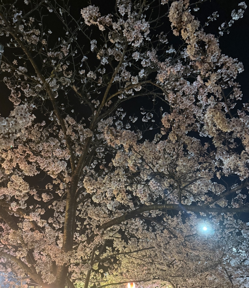 Diletto日記1636538