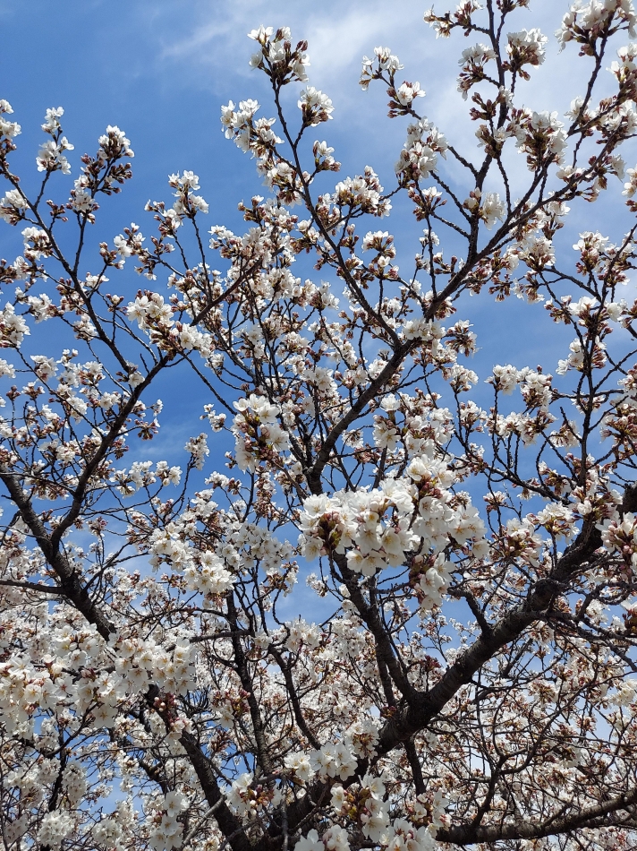 CLUB　Paladin日記1628552