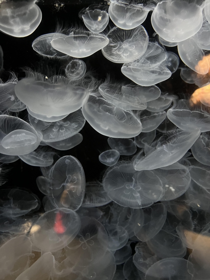 Veronica-ヴェロニカ-日記962956