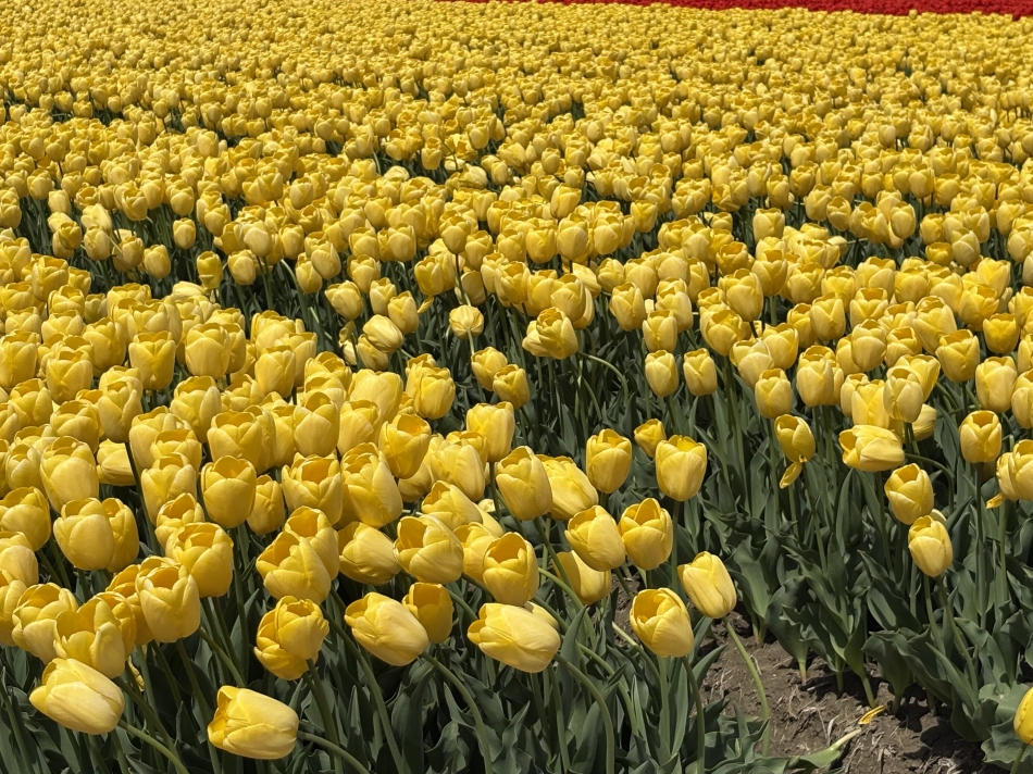 JEUNESSE日記1641766