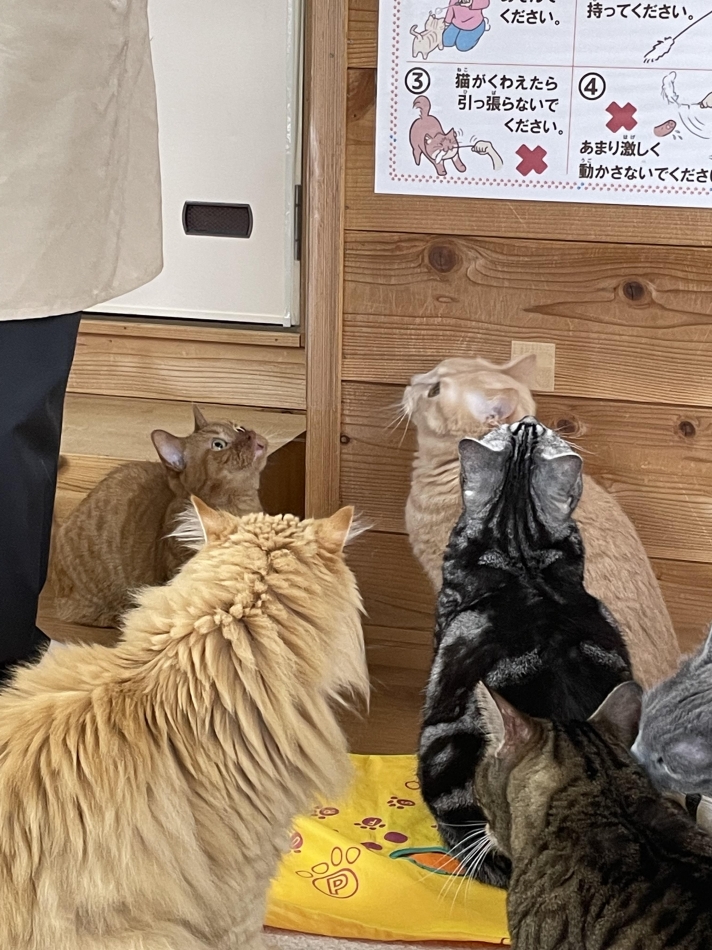一条 葵