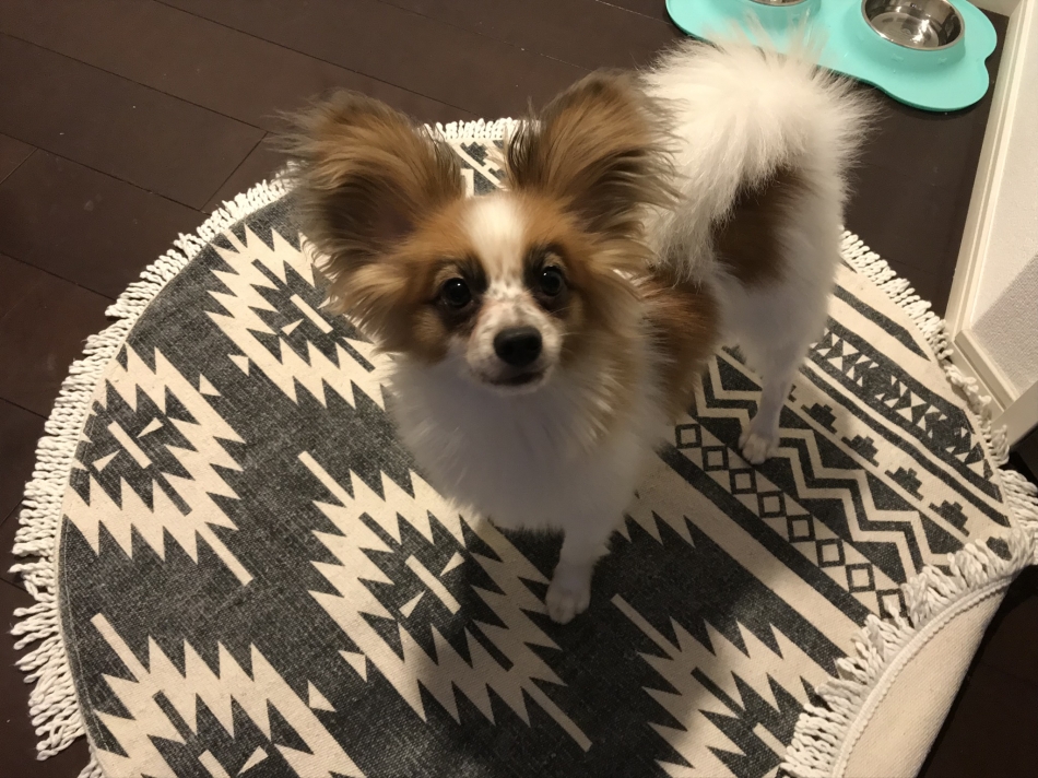 どうしてこうなった