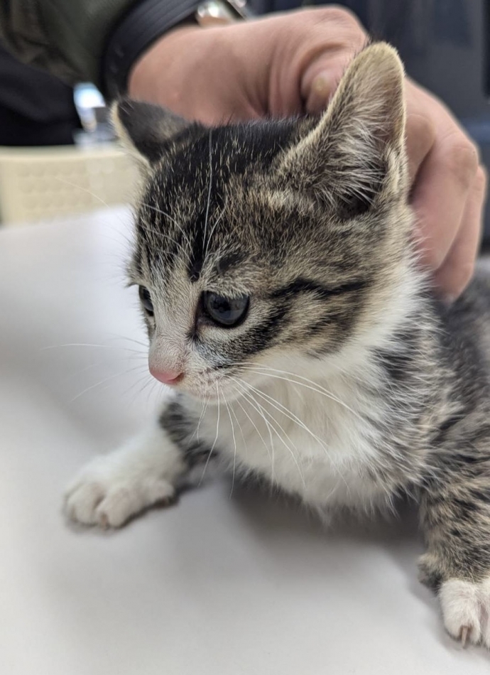 ダフネ日記1628404