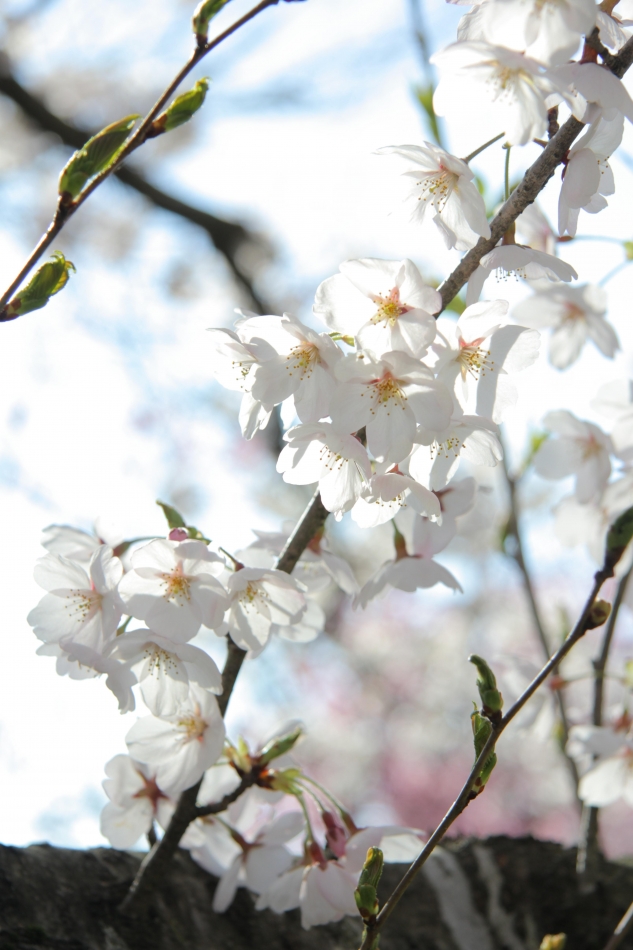 佐藤　美桜