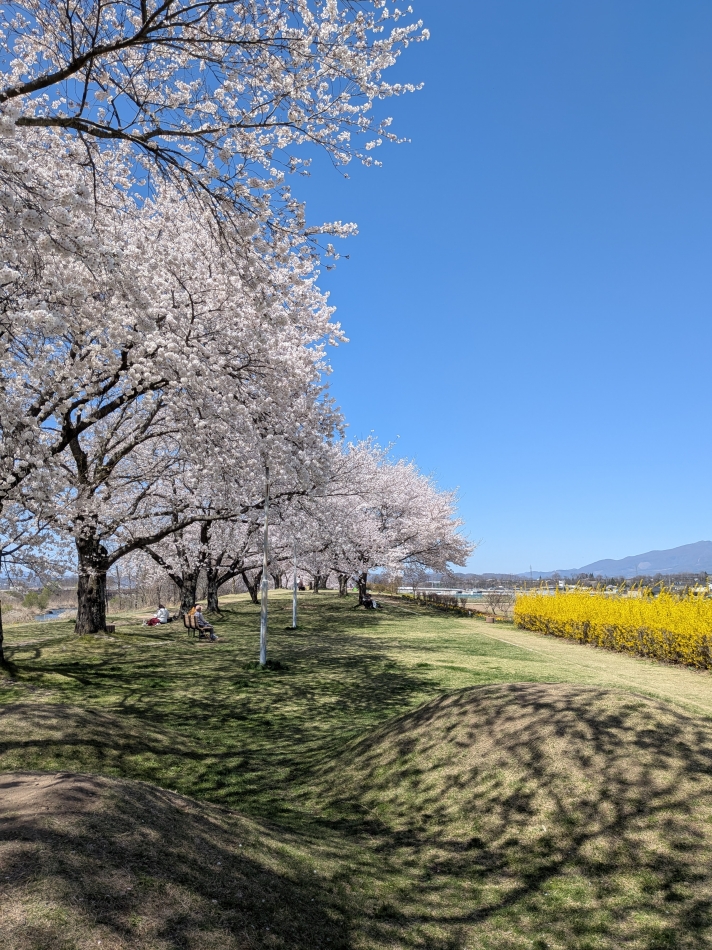 いつぞやの桜🌸
