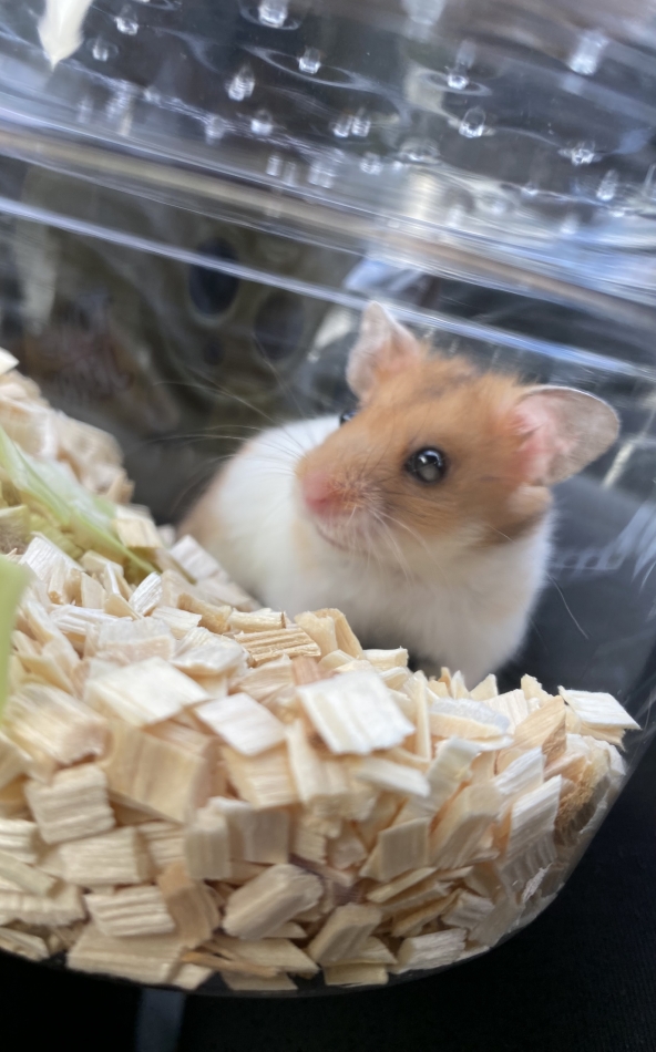 ハムスター愛好家