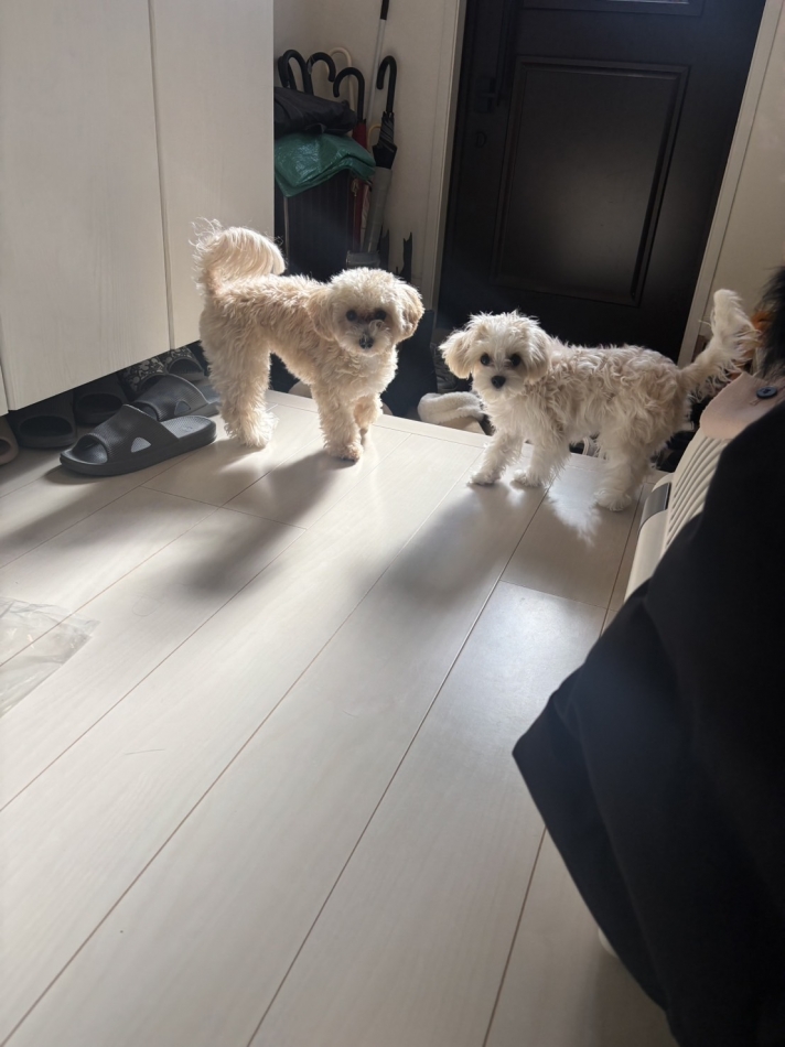 BRILLAR日記1622465