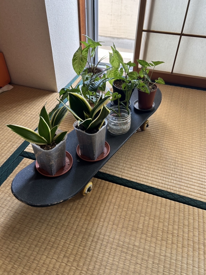 一条 葵
