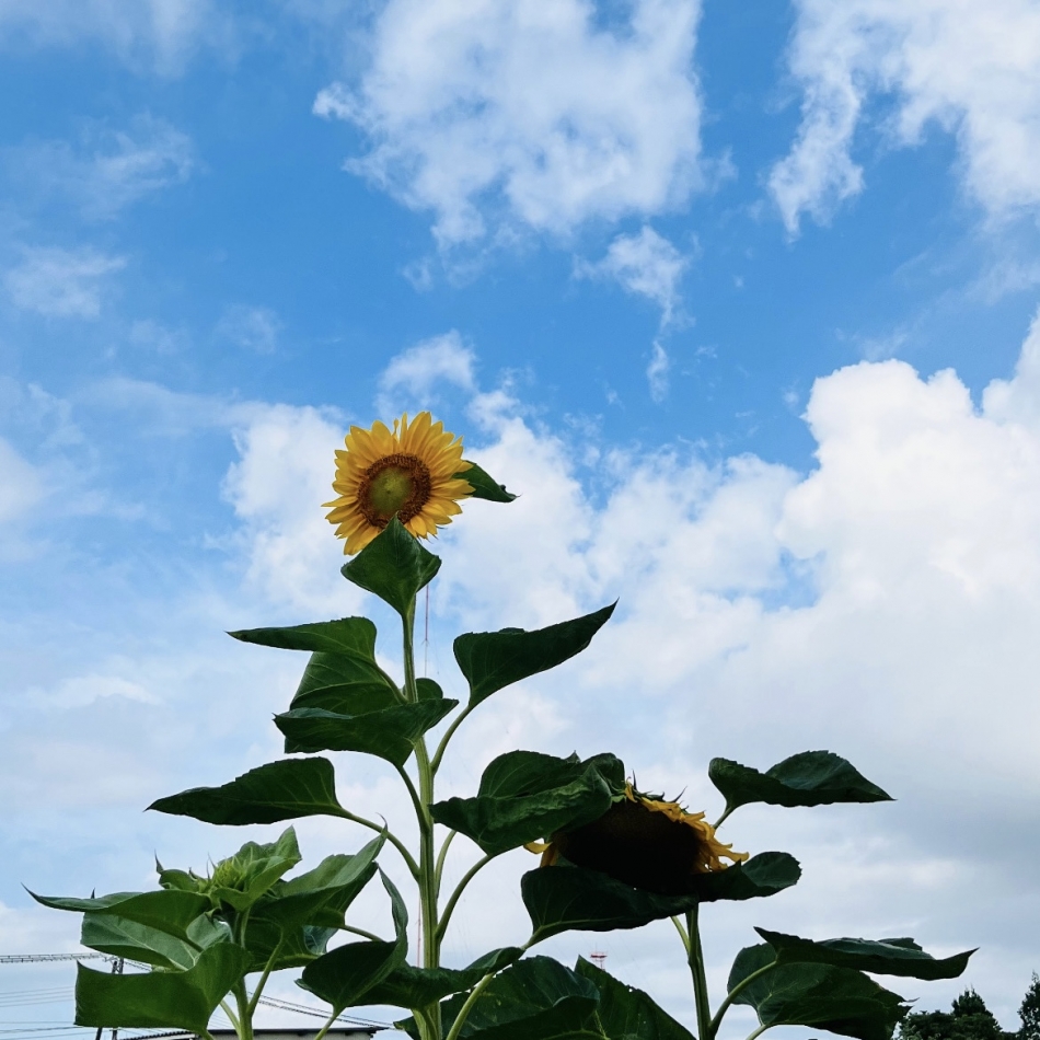 眠くないからお散歩