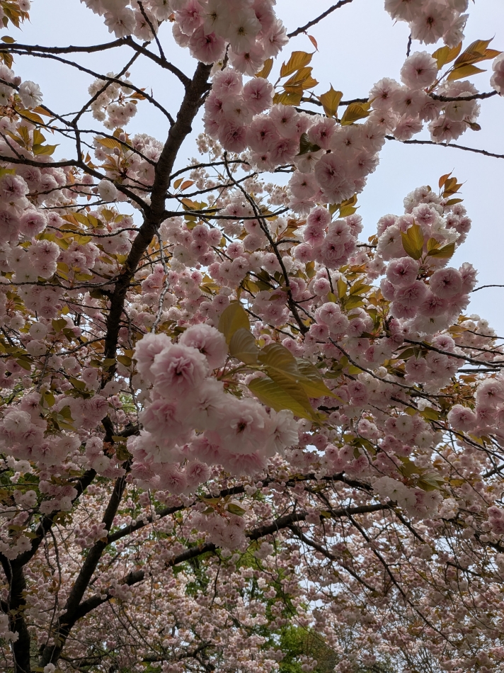 一条 葵