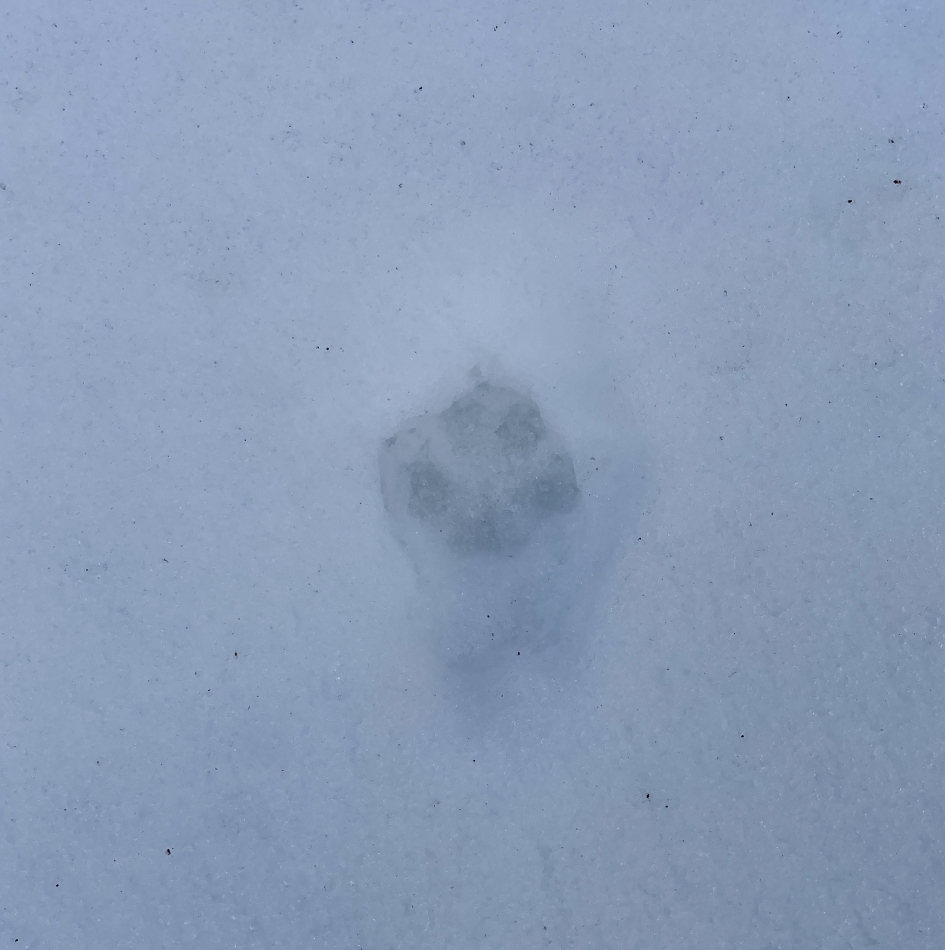 ちせの足跡可愛いでしょ～！