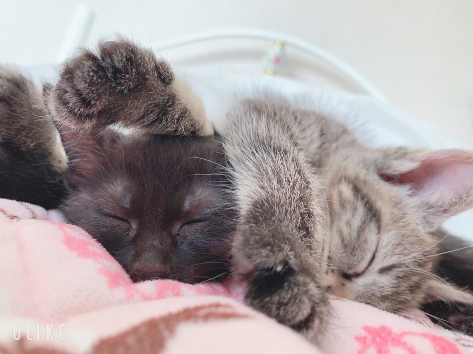 クラブ プラチナ 諏訪日記1556937