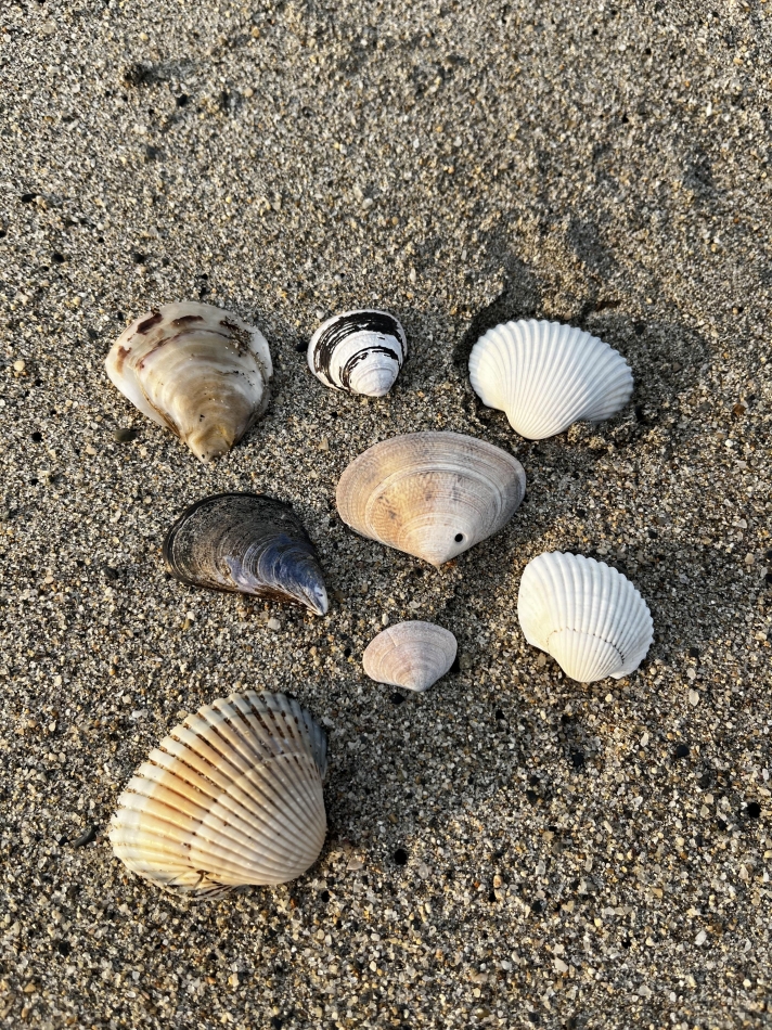 𓇼𓈒𓐍𓈒𓂂𓏸