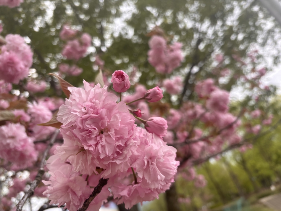 一条 葵