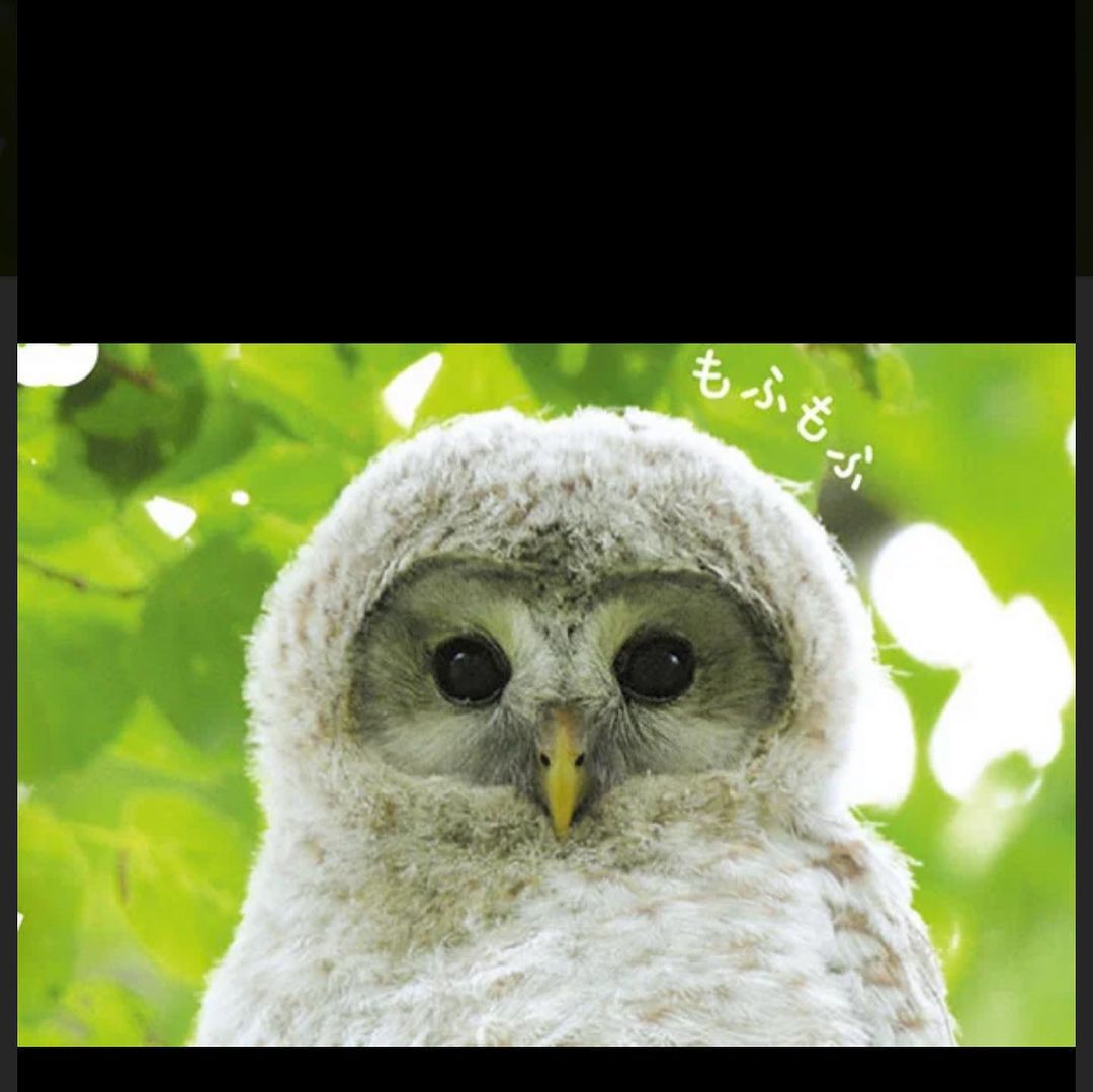 ガールズバー ふくろう ホットニュース 6997