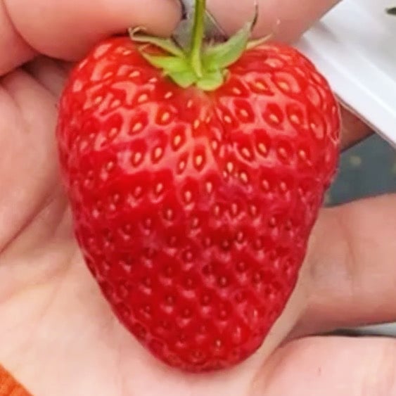 Kyara ホットニュース 7419