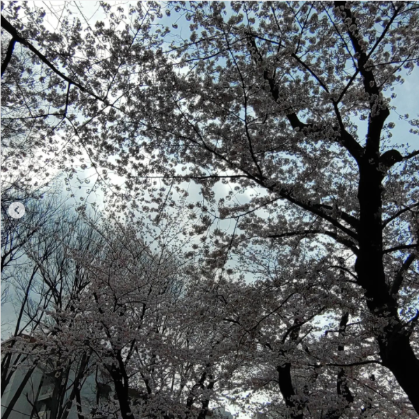 Lounge Bar Cina ホットニュース 23596