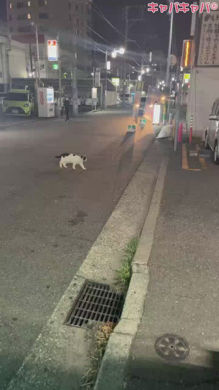 猫可愛いよね
