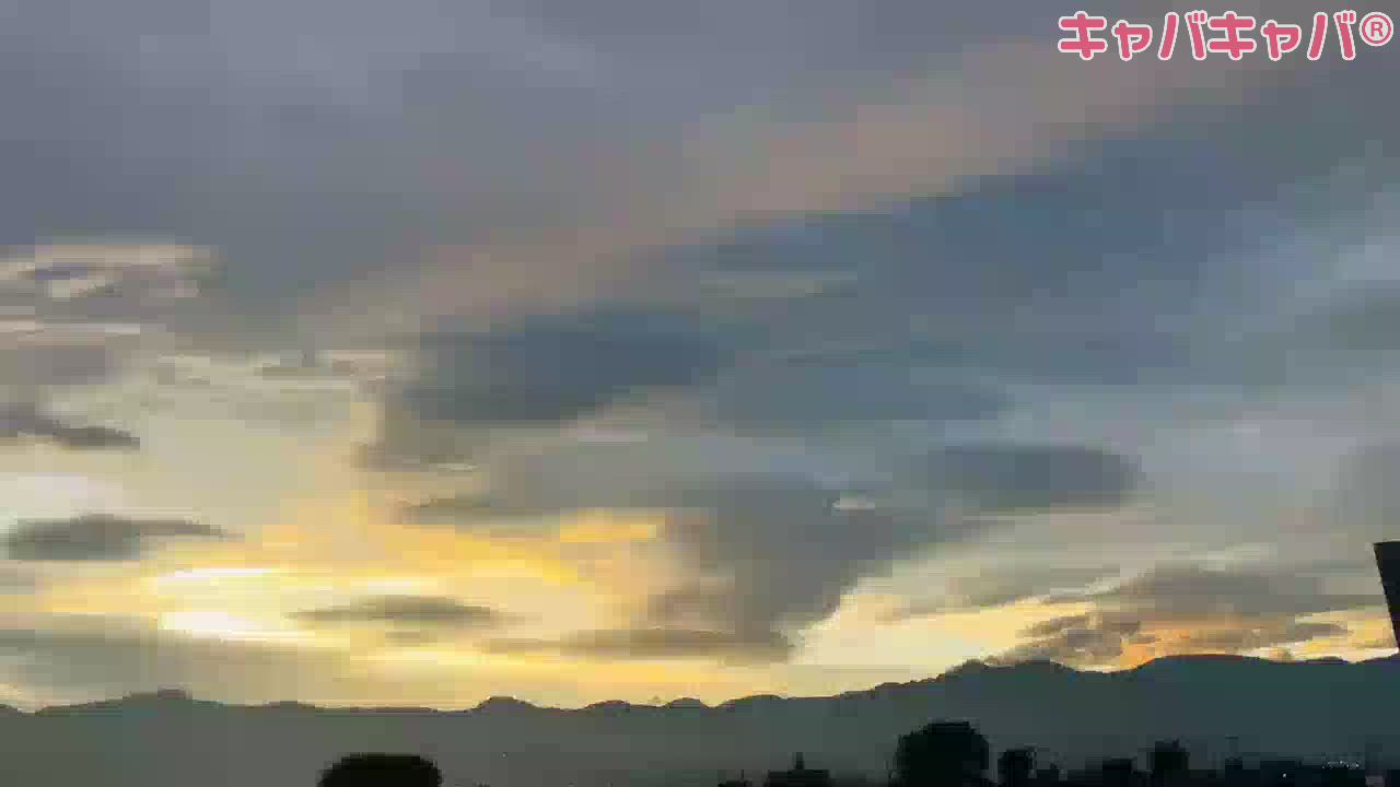 癒しすぎる鳥の家