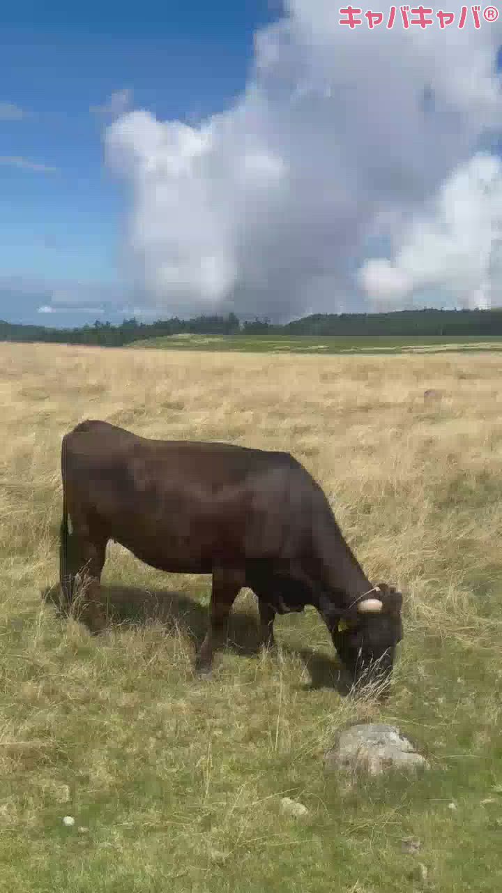 CLUB MIMOSA日記1604790