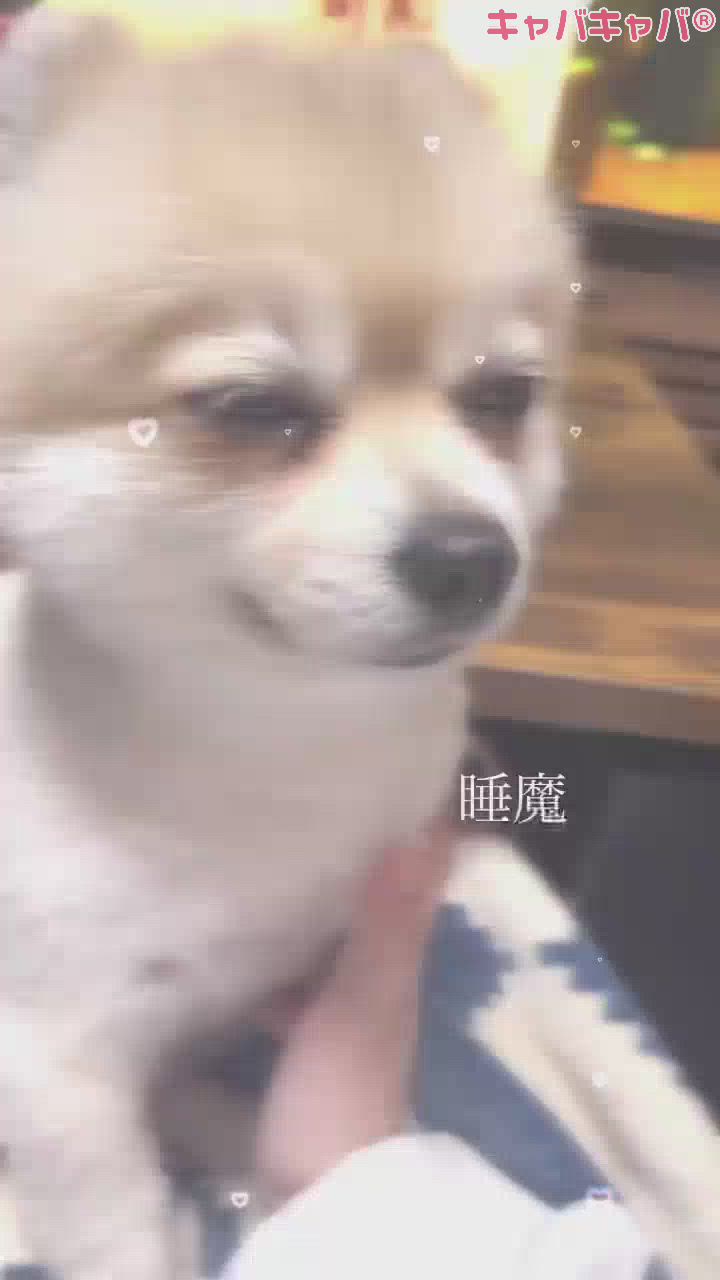 睡魔には勝てない？死んじゃう？