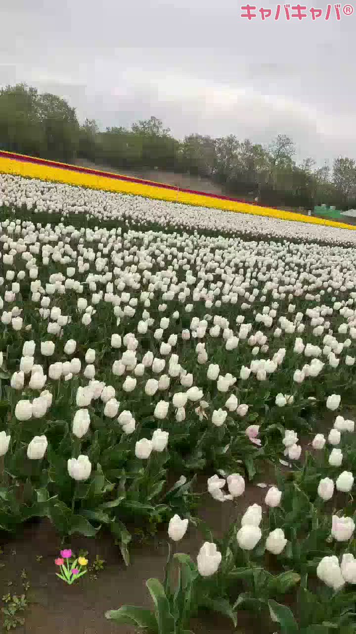 一条 葵