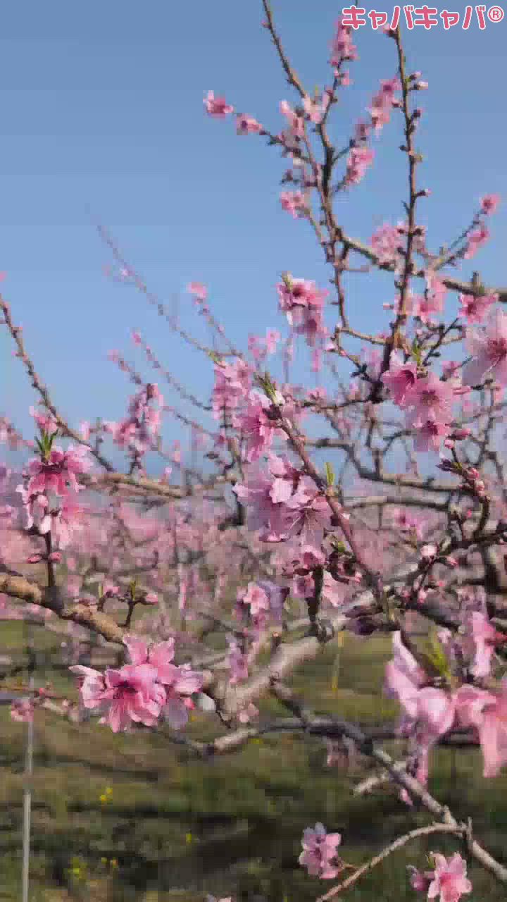 CLUB WONDER日記1625772