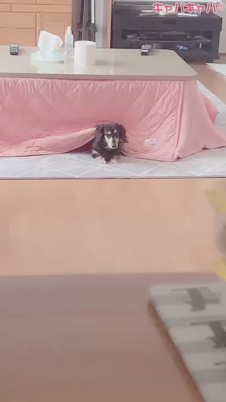 何だこの生き物、、🐶🐾