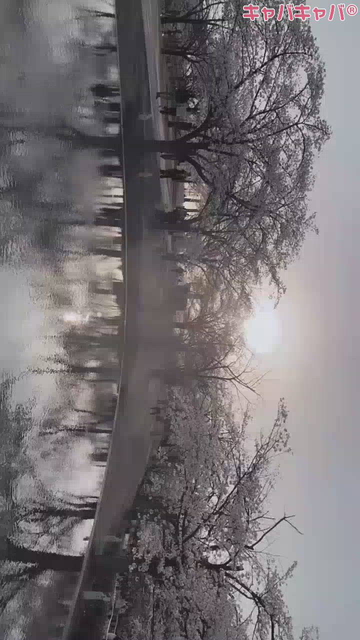 さあーくうーらあー🎵