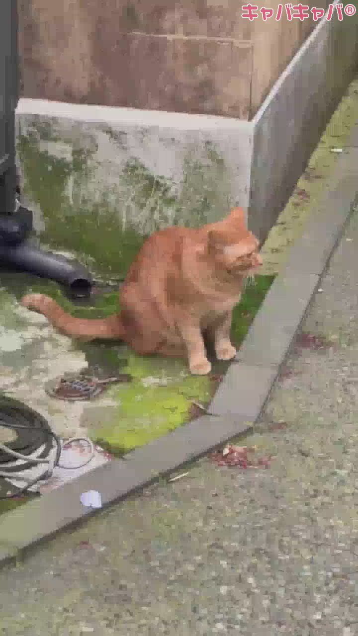 つんつん🐱ྀི