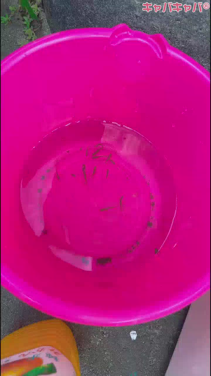 メ～ダ～カ～の学校は～