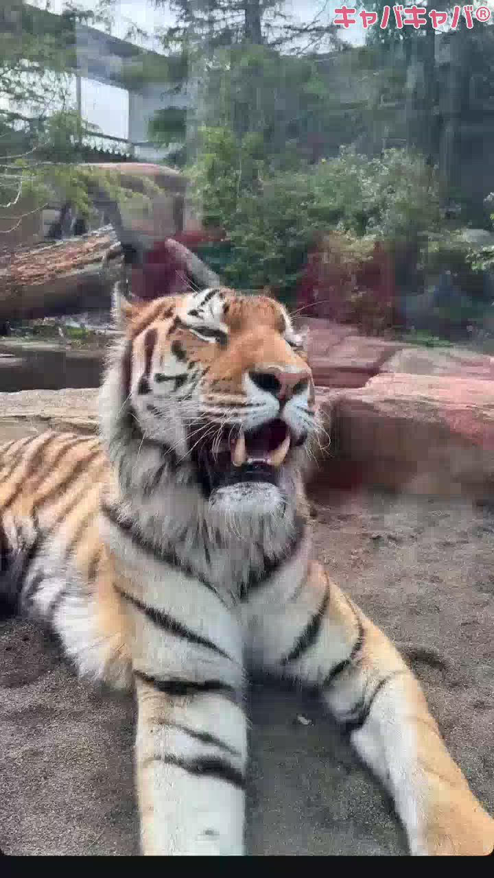 一条 葵