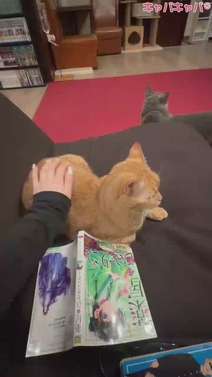 コンセプトカフェ あにまる宮殿日記1579029