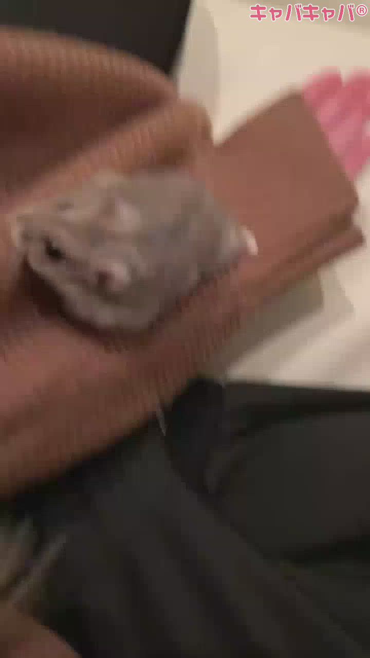 ちょっと無理な人は見ない方がいいかも😅