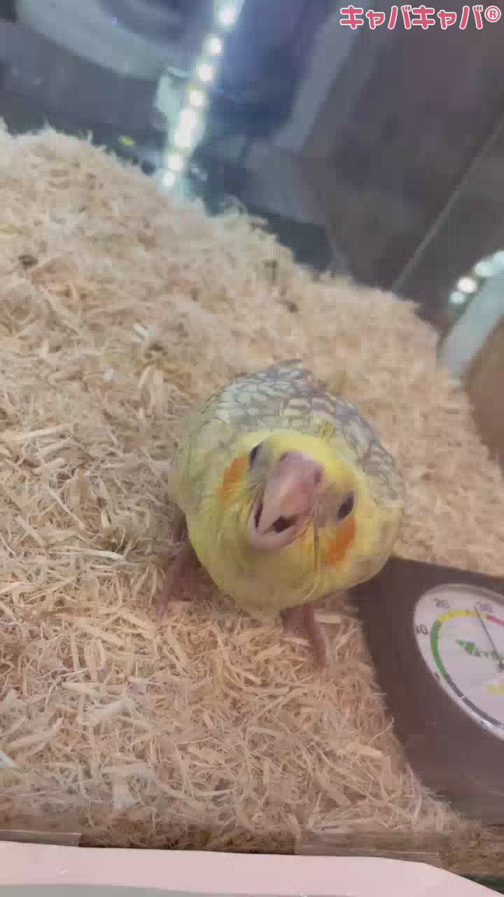 ノリノリ♬.*゜