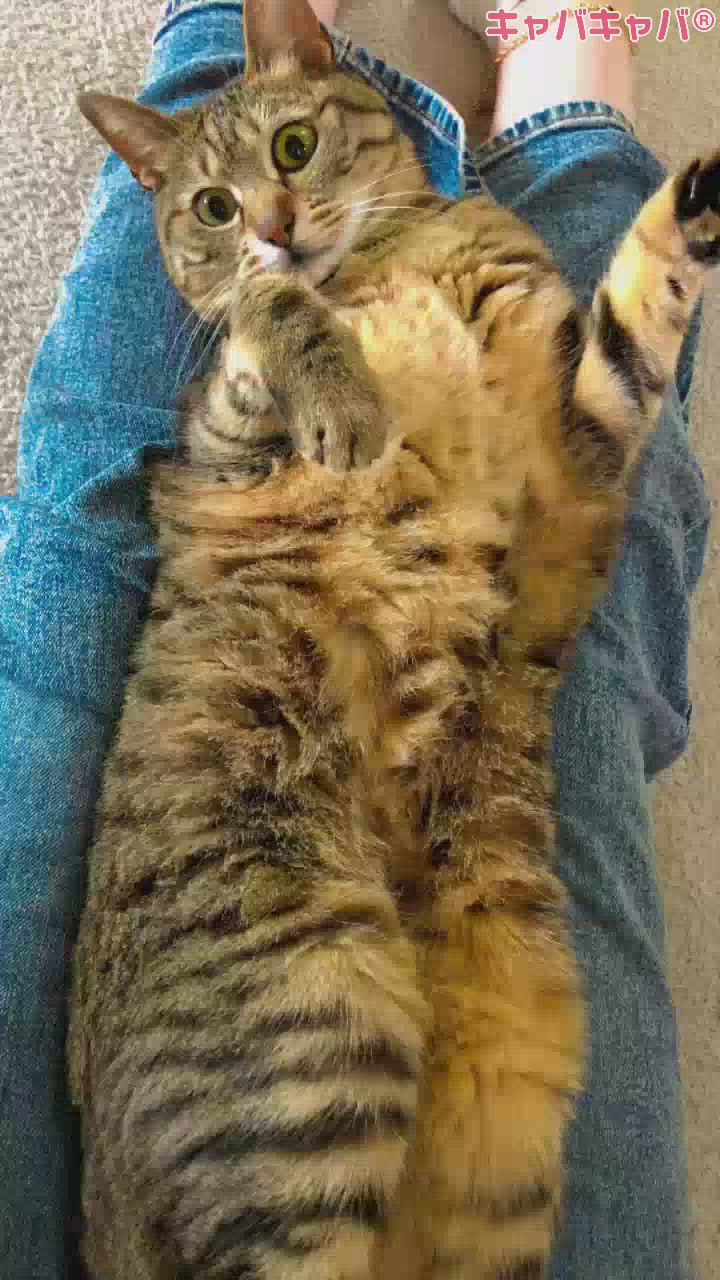 また猫ちゃんでごめんなさいw