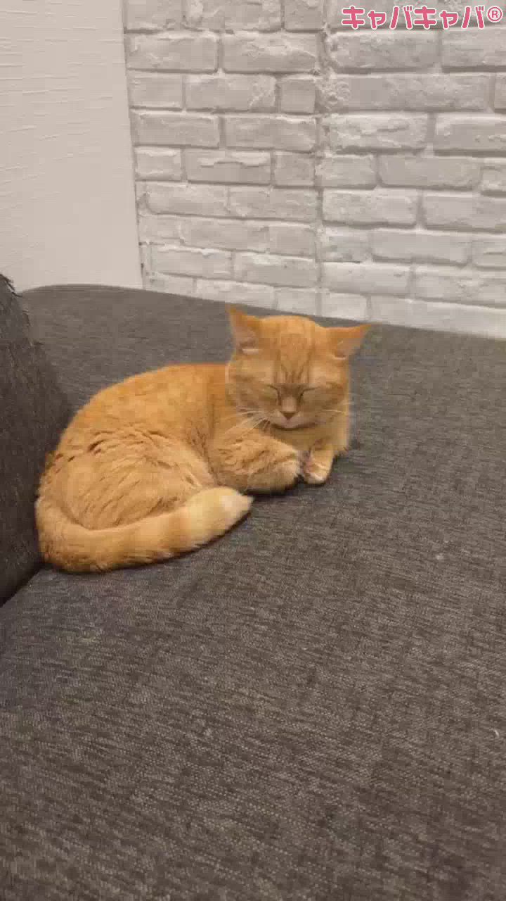 動物カフェいってきたにょ