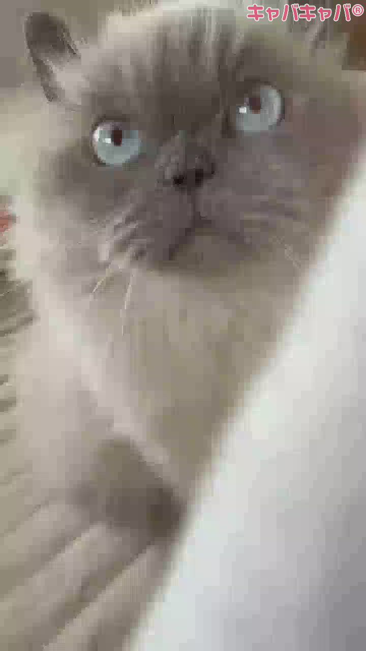 ゆかり