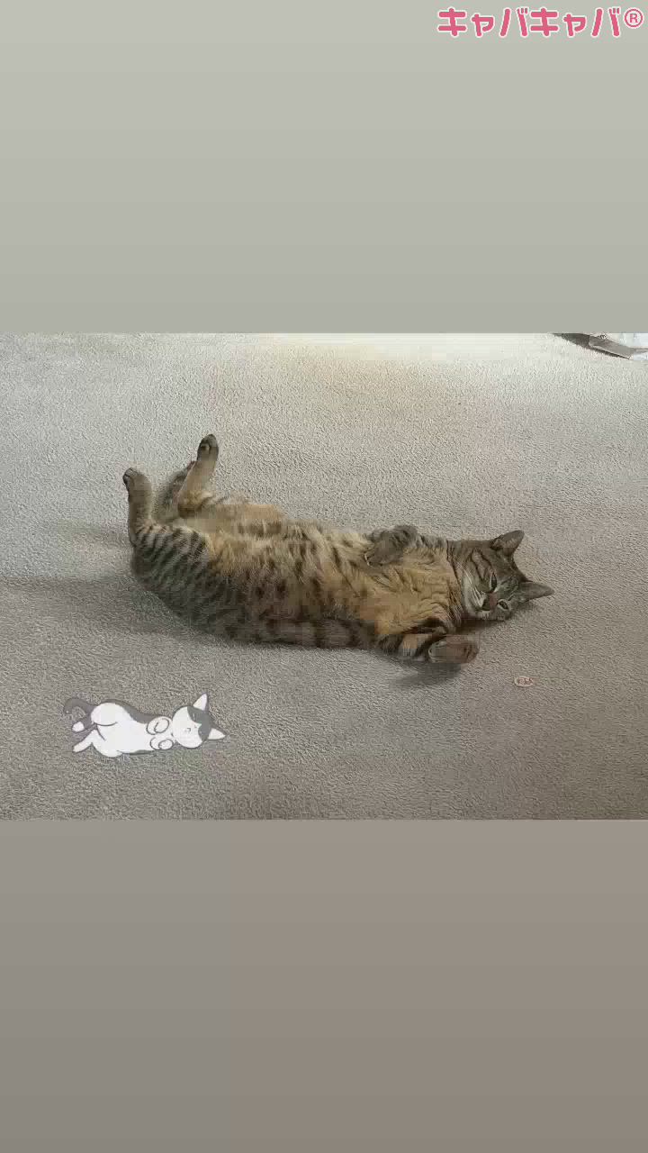 うちの猫ちゃん·͜·ᰔᩚ