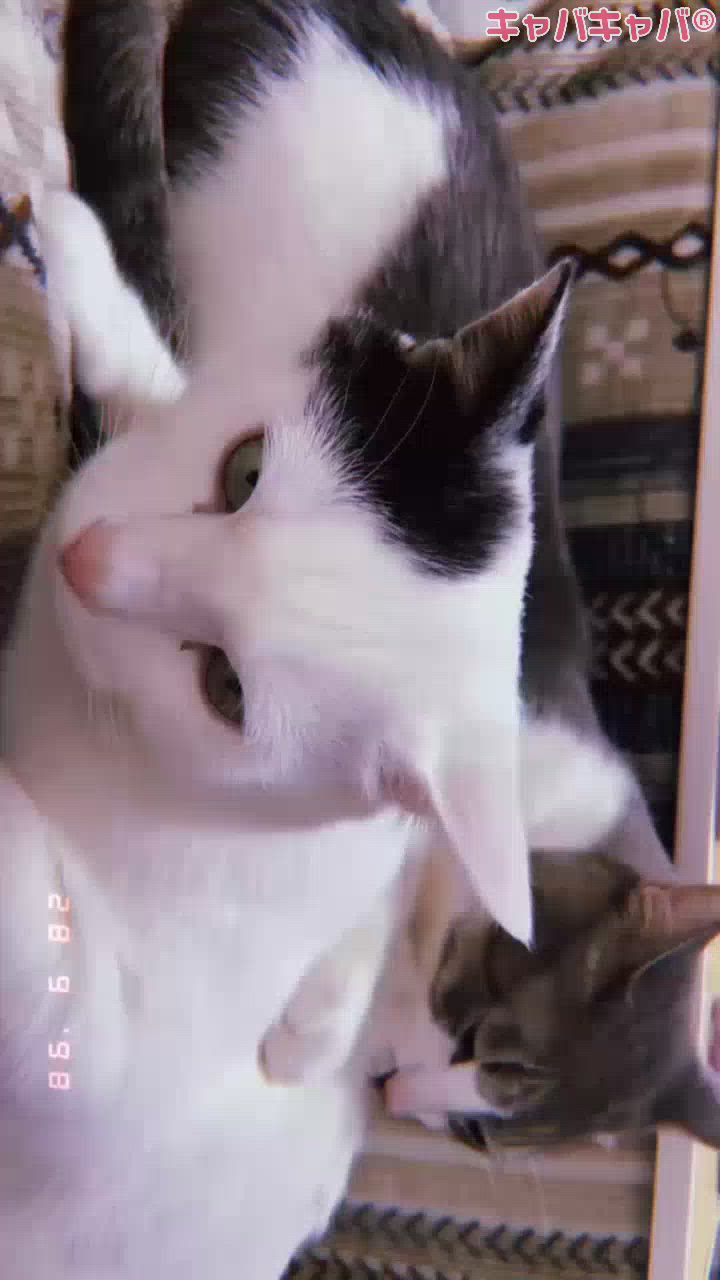 CLUB MIMOSA日記1516609