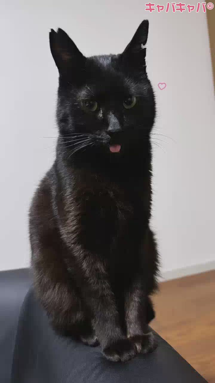 うちの猫が世界一可愛い