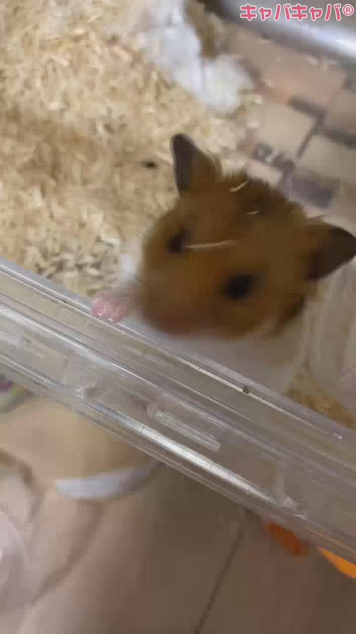 Diletto日記1272770