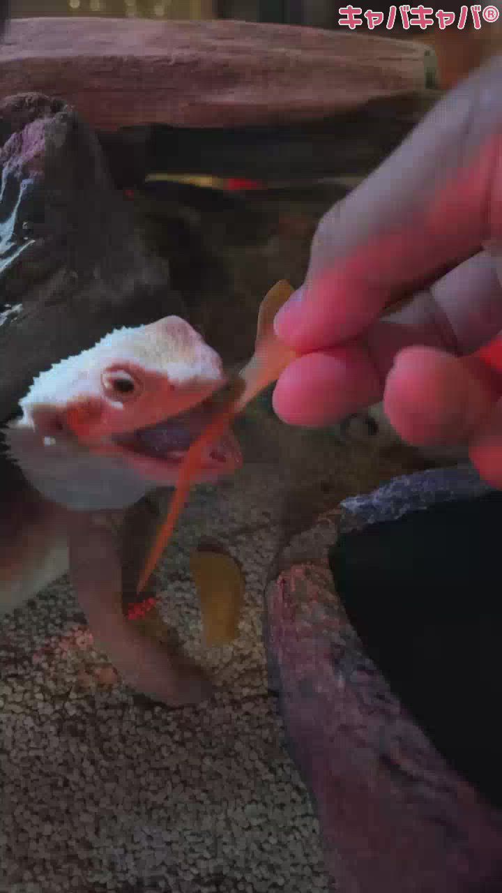 大きなひと口～🎶