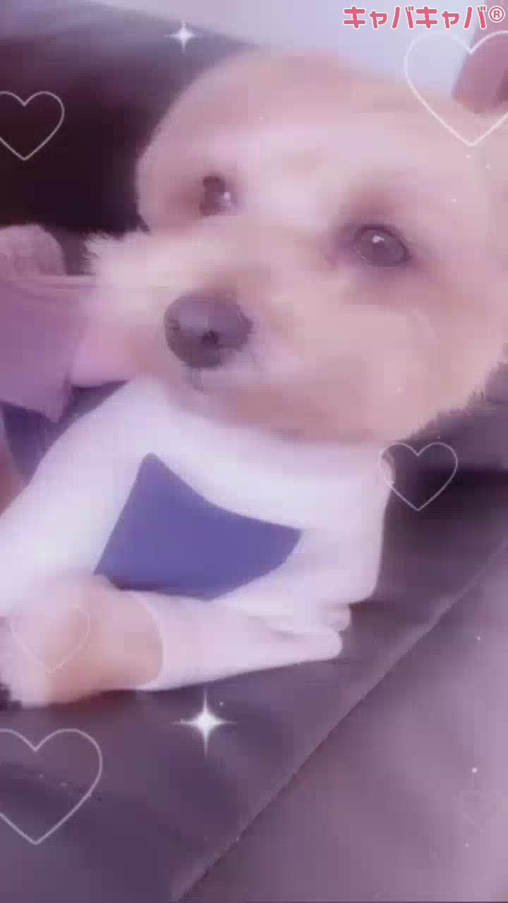 絶対王政 ( U - ·̫ - )🐾