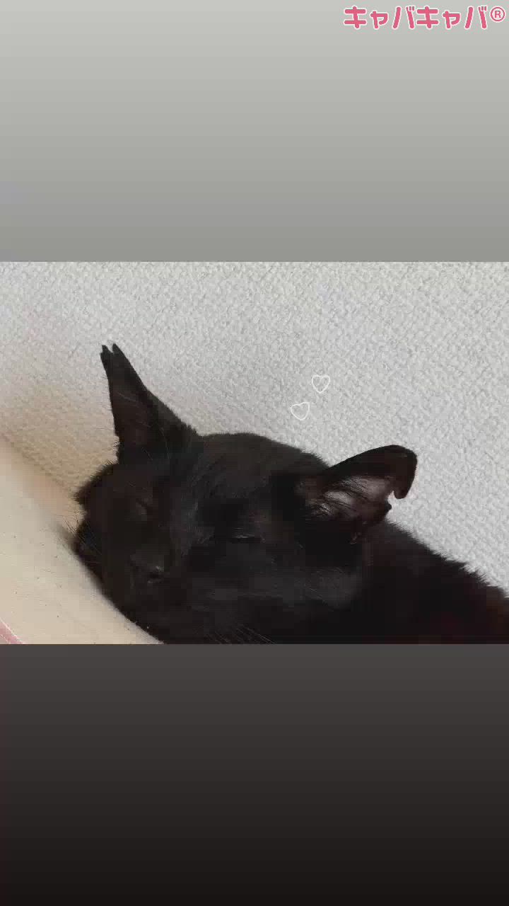 やらなきゃ行けないことは大体後回し✌️